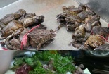Dễ mang bệnh vì ăn ếch không nguồn gốc